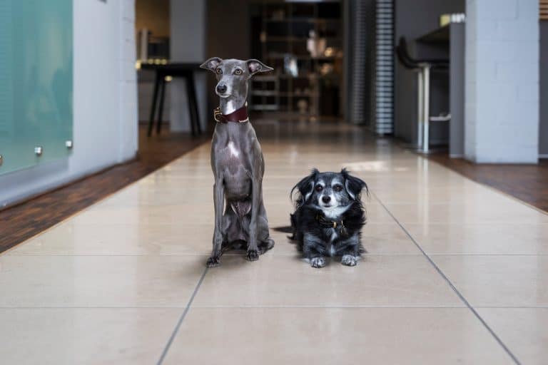 Zwei Hunde, beide sitzend auf hellen fließen und schauen in die Kamera.